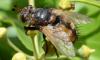 Tachina fera